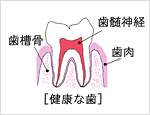 健康な歯